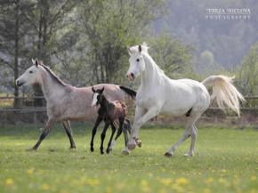 Safja , Shakira a Shamar Safi