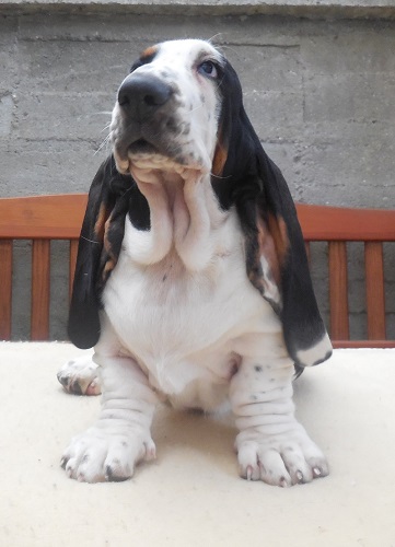 Ennio