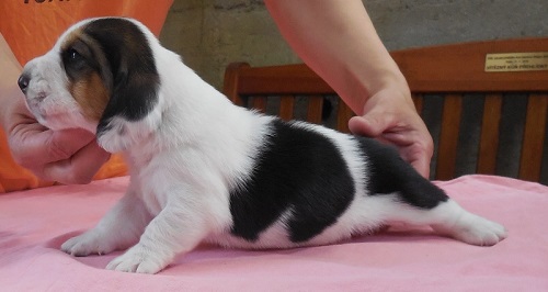 Elsie a Ennio