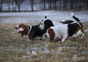 Elsie , Enya, Ginny